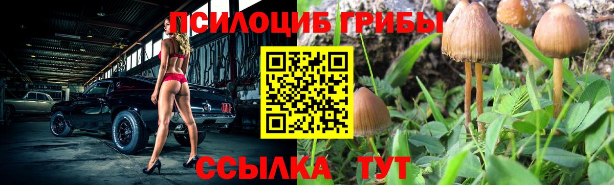 Псилоцибиновые грибы Psilocybe Шахты